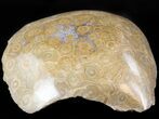Polished Fossil Coral (Actinocyathus) Head - Morocco #44920-2